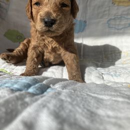 Goldendoodle Puppies from Cassie Farms