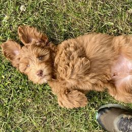 Australian Labradoodles from Heritage Manor Labradoodles (HML)