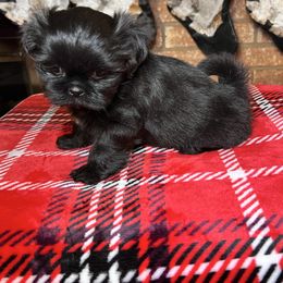 Black female - Black female Shih Tzu puppy in Desoto, Texas from Willow’s Wonderful Shih Tzu