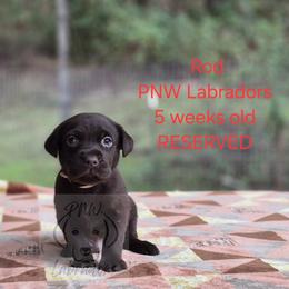 Rod - Chocolate male Labrador Retriever puppy in Rogue River, Oregon from PNW Labradors