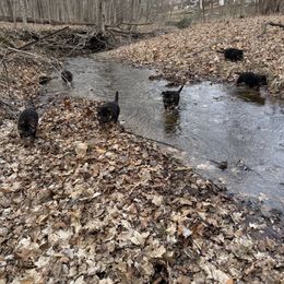German Shepherd Puppies from Salty Raccoon Ranch German Shepherds