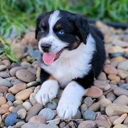 Australian Shepherd and Great Pyrenees Puppies from Naches Heights Ranch