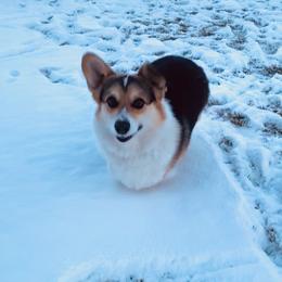 Rusty - Pembroke Welsh Corgi