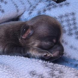 Skipper - Black and tan male Chihuahua puppy in Mills River, North Carolina from Chosen Chihuahuas