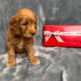 Ferrero - Caramel cream male Australian Labradoodle puppy in Avon, Indiana from Forever Friends Labradoodles