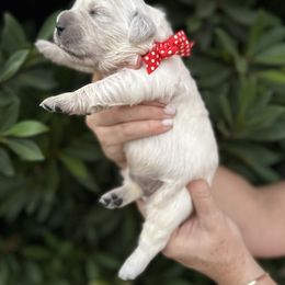 Golden Retriever Puppies from Sanctuary Ranch Goldens