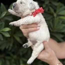 Golden Retriever Puppies from Sanctuary Ranch Goldens