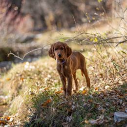 Mim - Irish Setter