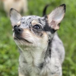 Chihuahuas from Cedar Tree Chihuahuas
