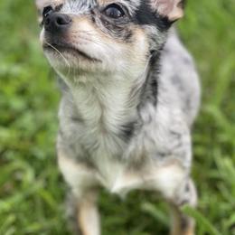 Chihuahuas from Cedar Tree Chihuahuas