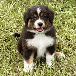 Green collar - Black tri male Miniature Australian Shepherd puppy in 32046, Florida from River Hill Ranch