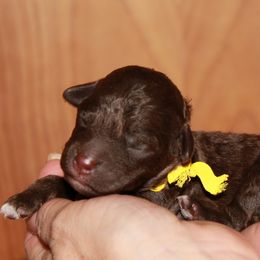 Lagotto Romagnolo Puppies from Montagna del Mare Lagotto Romagnolo