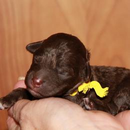 Lagotto Romagnolo Puppies from Montagna del Mare Lagotto Romagnolo