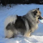 Keeshonden from Markwright Keeshond