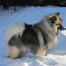 Keeshonden from Markwright Keeshond