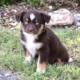 Betta White - Red tri female Miniature Australian Shepherd puppy in Evant, Texas from Lazy VT Bar Ranch