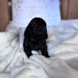Dachshund Puppies from A Anchor Farm