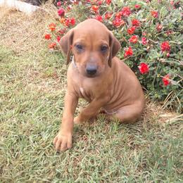 Luna - Rd whtn blk nose female Rhodesian Ridgeback puppy in Carney, Oklahoma from River Run Parson Russell terriers & River Run Ridgebacks