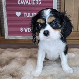 Tulip - Tri-color female Cavalier King Charles Spaniel puppy in Wildomar, California from Enchanted Rose Cavaliers