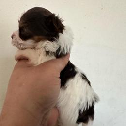 Extra tiny muffin - Chocolate, tan and white female Yorkshire Terrier puppy in Rochester, New York from Tnt Yorkies and Cosmic corgis