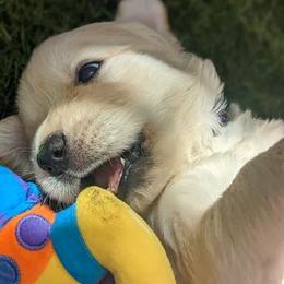 Golden Retriever Puppies from Mountain Sky Goldens   https://youtu.be/30SVQesEtig?si=CMjASv_Tza1VKSNt
