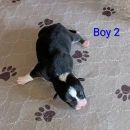 Boy 2 - Black and tan male Pembroke Welsh Corgi puppy in Edinburgh, Indiana from J Bar M Corgis