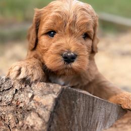 Austin - Parti male Goldendoodle puppy in Zeeland, Michigan from Dandelion Lane Doodles