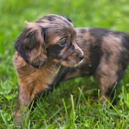 FunFetti - Merle male Cavapoo puppy in Lewisburg, Pennsylvania from Jessie's Puppies