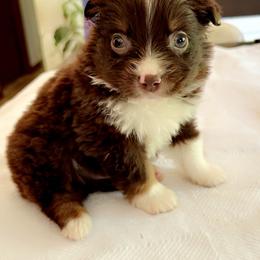 Moose - Red tri male Miniature Australian Shepherd puppy in Dillwyn, Virginia from Sand Creek Toy and Mini aussies