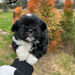 Male 1 - Black and white male Shih Tzu puppy in Whittier, California from Shihtzu