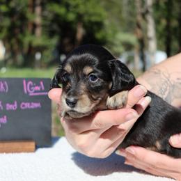 Lady (Pink collar) - Black and cream female Dachshund puppy in Prospect, Oregon from Spunky Sausage Pups