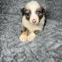 Buzz - Blue merle male Miniature Australian Shepherd puppy in Alabama from SBA Aussies