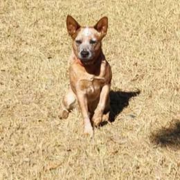 Ruby - Australian Cattle Dog