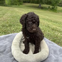 Poodle Puppies from Wilkins Farm