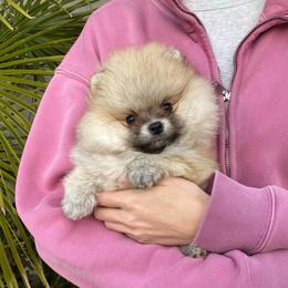 Maya - Cream sable female Pomeranian puppy in Citrus Heights, California from Yev and Marina's Pomeranians (AKC)
