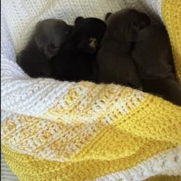 Dachshund Puppies from Dachshunds of Tales