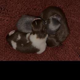 Pomeranian Puppies from Cascade Pomeranians