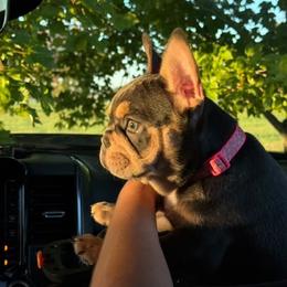 Mystique - Blue female French Bulldog puppy in Indianapolis, Indiana from McDaniel Farm and Fowl