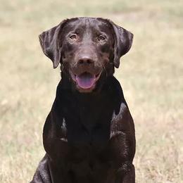 Carmella - Labrador Retriever