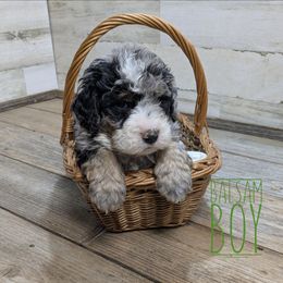 Balsam - Blue merle male Bernedoodle puppy in Cambridge, Minnesota from Country Meadow Doodles
