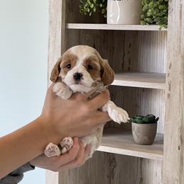 Simon - Red male Cavapoo puppy in St George, Utah from Pearson's Poodles