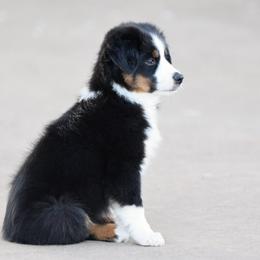 Astro - Black tri male Miniature Australian Shepherd puppy in Wichita Falls, Texas from Shooting Stars Ranch Toy and Mini Aussies