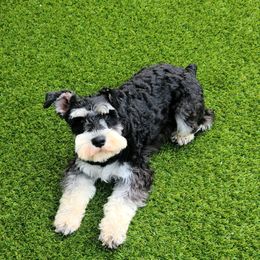 Sophia - Miniature Schnauzer