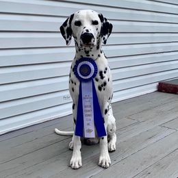Dalmatians from Chalet Dalmatians