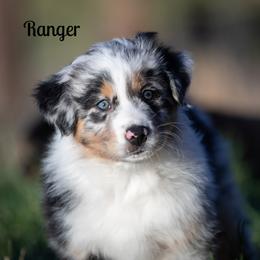 Ranger - Blue merle male Australian Shepherd puppy in Benton City, Washington from Eventide Australian Shepherds