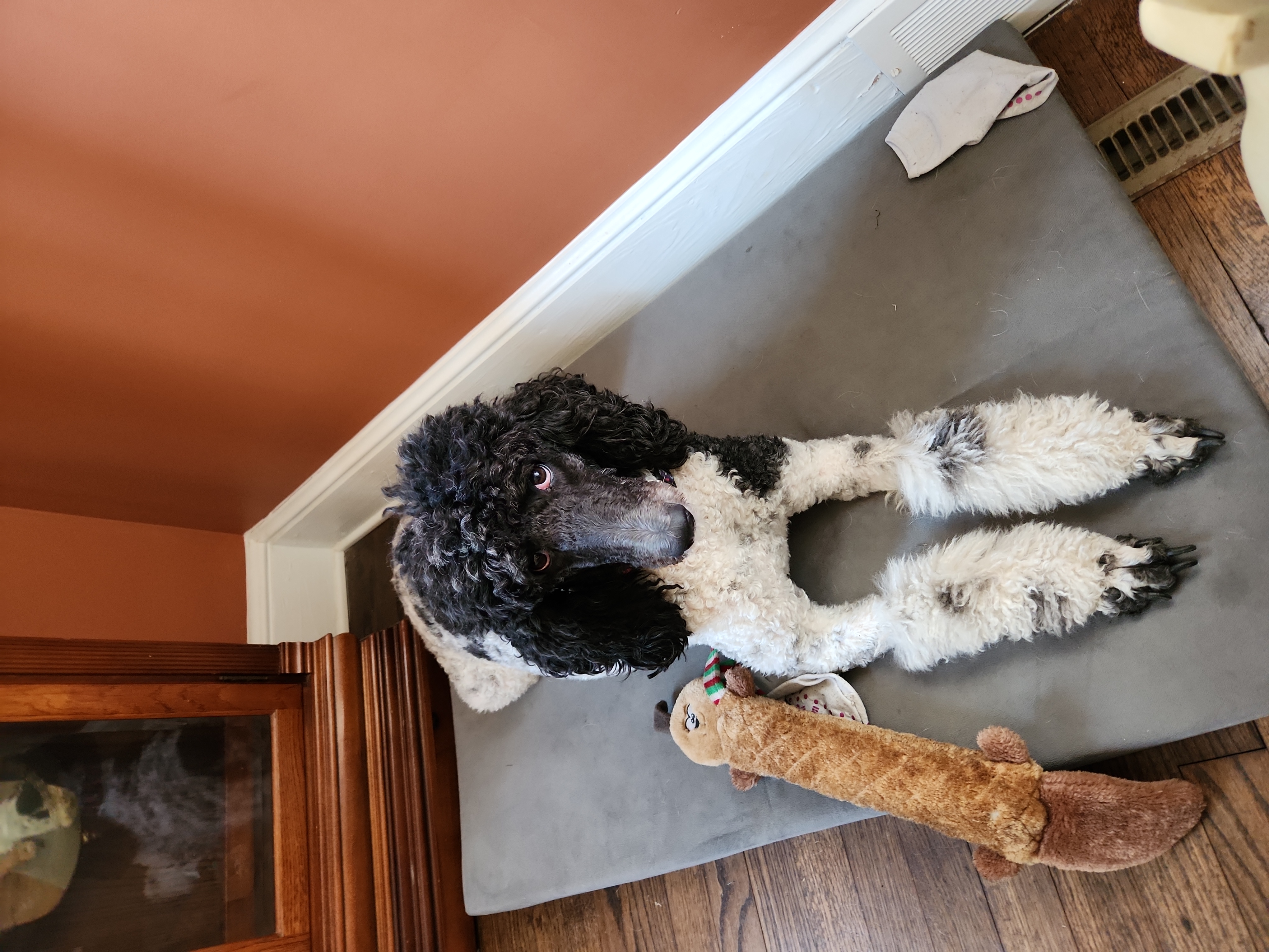 Poodle All Grown Up from Gypsy Moon's Legacy
