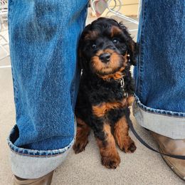 Bernedoodle and Cavapoo Puppies from Wonderful World Doodles