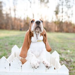 Basset Hound Puppies from K&B Farms & Bassets