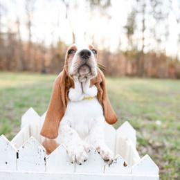 Basset Hound Puppies from K&B Farms & Bassets