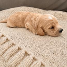 Taffy - Red female Dachshund puppy in Modesto, California from Doxie Lux